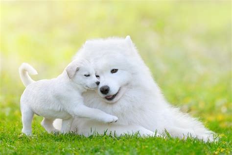 14 Facts About Samoyed Dogs To Know Before Buying All Things Dogs