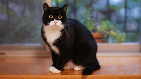 6 Pawsitively Fascinating Facts About Tuxedo Cat Breed