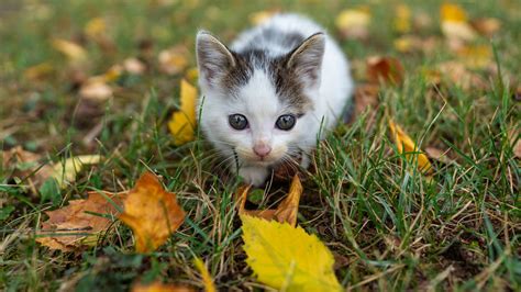 Cat On Grass Field Hd Animals Wallpapers Hd Wallpapers Id 49400