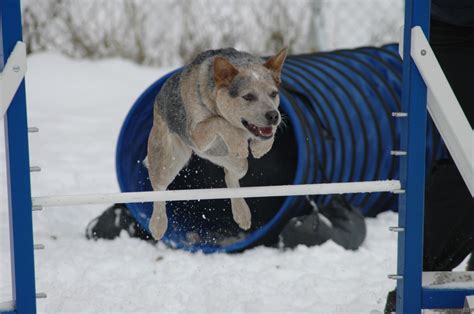 Es ist nicht einfach, das wesen des cattle dogs zu beschreiben, da es nicht den australian cattle dog gibt. Das grosse Australian Cattle Dog Portal