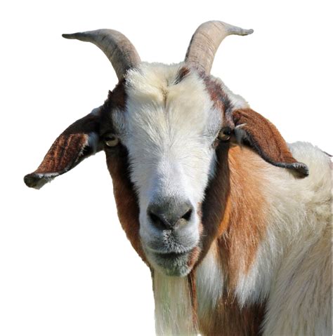 Goat Png Images Transparent Background Png Play
