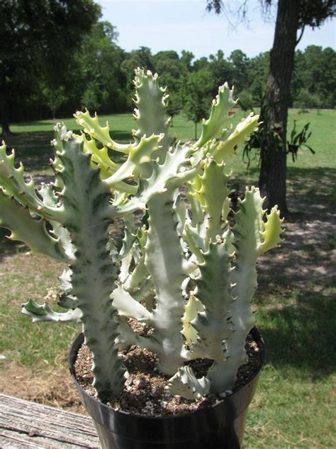 Euphorbia lactea dragon bone cactus succulent plant 17.5 tall in a 8 pot #cactus. EUPHORBIA LACTEA Dragon Bone Cactus Succulent Plant 11 ...