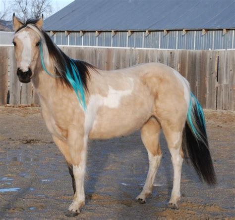 66 best Horse Hair Ideas images on Pinterest | Horse ...