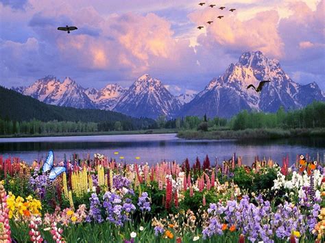 See more ideas about flowers, flower wallpaper, rose photos. Windows 10 Butterflies Screensaver - Butterflies World ...