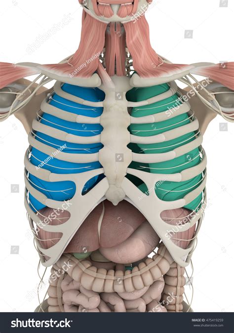 Get a 15.000 second the human internal organs ( stock footage at 30fps. Anatomy Color Coded Lungs Inside Rib Stock Illustration 475419259 - Shutterstock