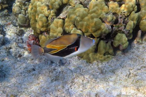 Wedgetail Triggerfish Rhinecanthus Rectangulus 12 31 2014 Kris