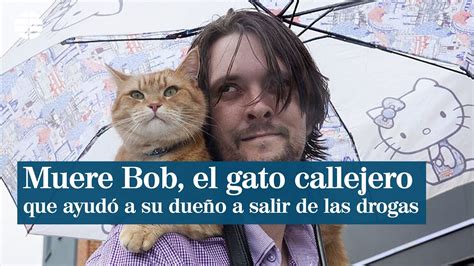 Muere Bob El Gato Callejero Que Salvó A Un Indigente De Las Drogas Y