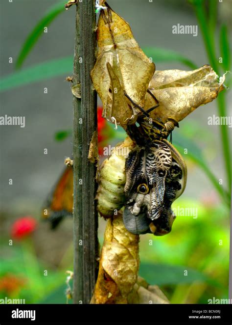 Pupa Or Chrysalis Stage Of A Butterfly Stock Photo Alamy