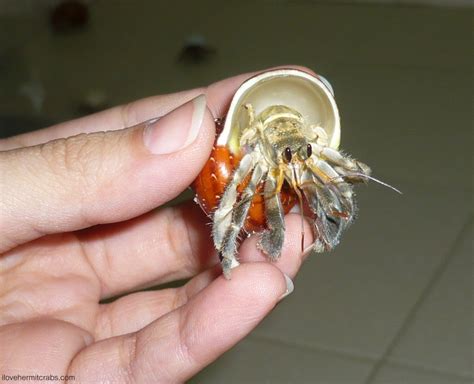 Hermit Crab Molting