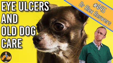 Treating An Old Dog Eye Ulcers Illness And General Care Dog Health