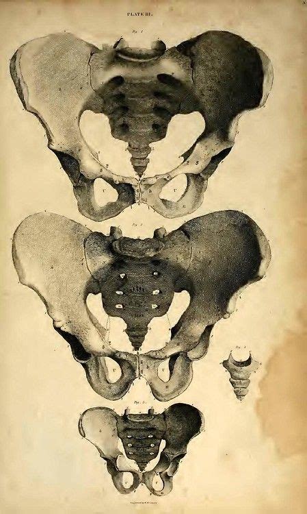 Anatomical Drawings Of The Pelvis Bones Anatomy Sketches Anatomy