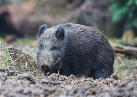 Wild Boar Sow Sus Scrofa 026 1 How Deep Do You Need To For Flickr