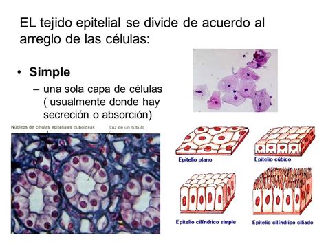 Biología Grado Séptimo 2016 PresentaciÓn Tejidos Animales