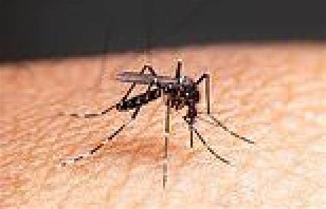 Urgent Warning For Millions Of Australians Over A Mosquito Explosion