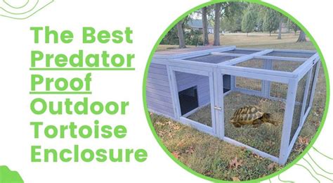 9 Predator Proof Outdoor Tortoise Enclosure KeriBradley