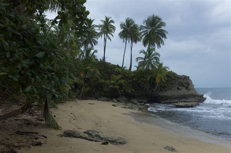 Wallpaper Sea Beach Palm Trees Hd Widescreen High
