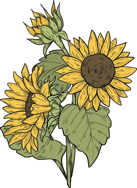Free Clipart Sunflowers Images Svg Png Eps Dxf File Free Svg Cut