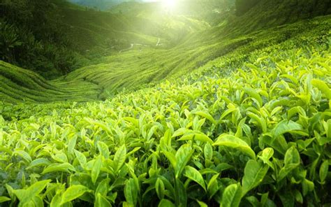 Cameron highlands tea plantation photo by george onrade. 10 Days in Malaysia: Itinerary, What to Do & Where to Go ...