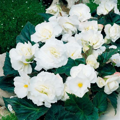 Begonia Non Stop White Plants To Your Door
