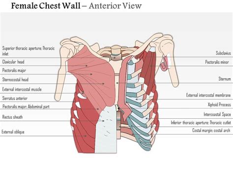 Chest Muscles Diagram Female Anatomy Of Female Frontal Muscular