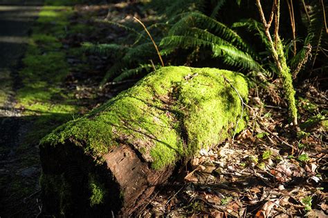 Mossy Rotting Log Photograph By Tom Cochran Fine Art America