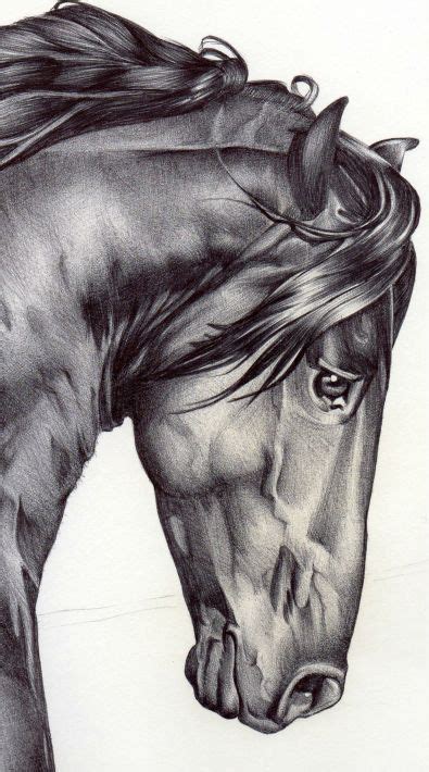 Ball Point Pen By Susanna Drawings Horse Art Ink Pen Drawings