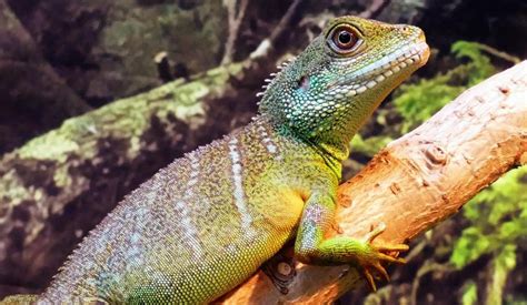 Asian Water Dragon The Animal Facts Appearance Diet