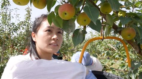 Fruit Growers In Nw Chinas Xinjiang Enjoy Bumper Harvests Cgtn
