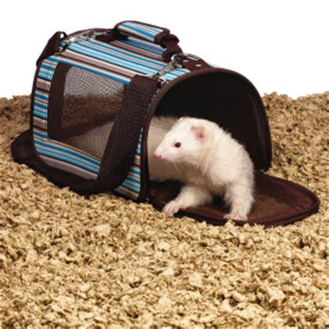 Ferrets are incredibly social small mammals. Product Review--All Living Things Small Animal Carrier