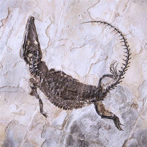 An Animal Fossil Is Shown On A Rock