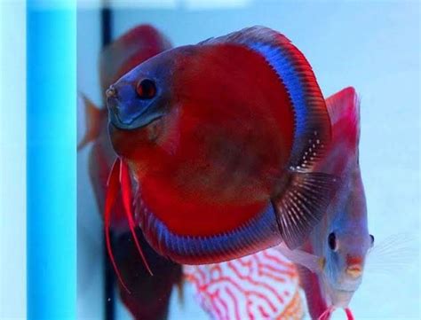 San Merah Blue Face Blue Rim Discus Fish Tropical Freshwater Fish