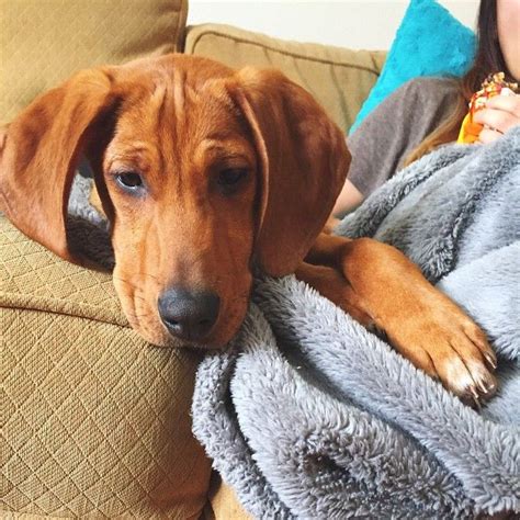 It may be used to hunt raccoon, deer, bear, boar, cougar, or other large game. Sadie the Coonhound on Instagram: "#puppy #redbonecoonhound #coonhound #dogsofinstagram #dog ...