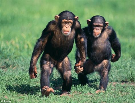 Sex Lives Of Chimpanzees Reveals When We Last Shared A Common Ancestor
