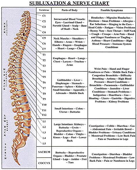 vertebral subluxation and nerve chart