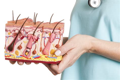 The epidermis is the outer layer of skin that protects the body from infections, dehydration, and injury. How the Dermis Impacts Overall Health - Facty Health