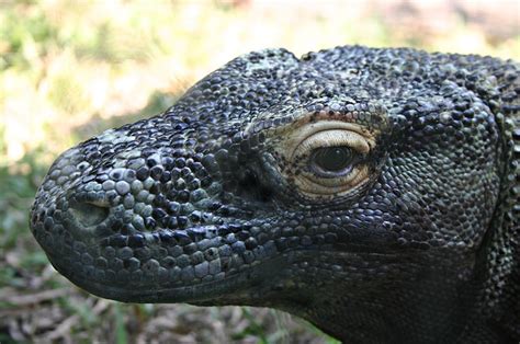 Komodo Dragon Reptile Lizard Free Photo On Pixabay