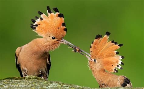 Необычные птицы 80 фото ⚡ Фаникру