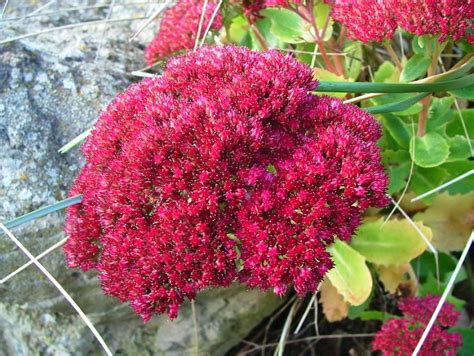 'autumn fire' is an outstanding sedum and it looked amazing in my flowerbed. Sedum Spectabile / Autumn fire / Sjeme