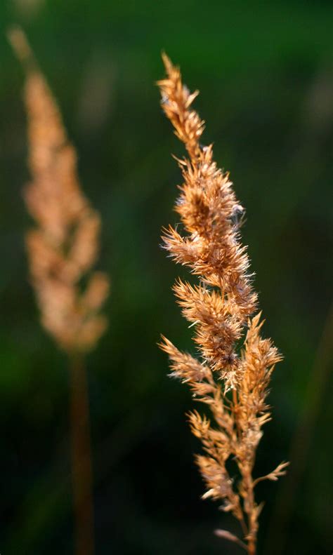 Grasses In Evening Light Free Photo Download Freeimages