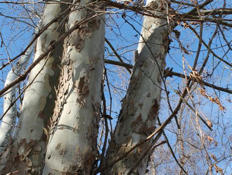 Check spelling or type a new query. FOLKWAYS NOTEBOOK: AMERICAN SYCAMORE -- STRENGTH AND ENDURANCE