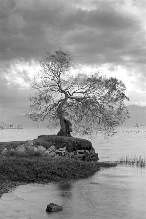 Coastal Oak 1 Alan Blaustein Photography