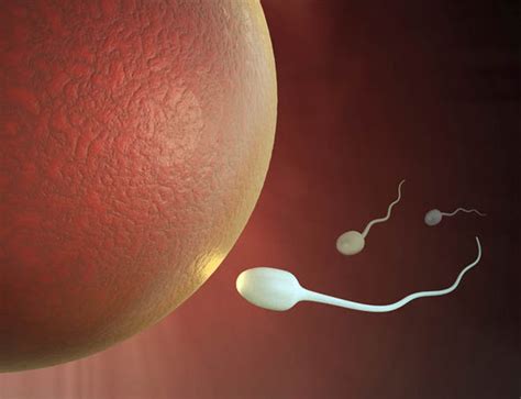 Fertility News Drop In Male Fertility Due To Cancer Uk