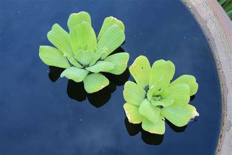 Water Lettuce Live Pond Plants