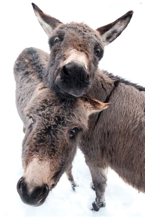Two Donkeys Hugging Each Other And Seem To Smile Stock Image Image Of
