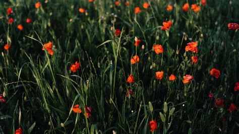 Wallpaper Id 944 Poppies Flowers Field Grass Vast 4k Free Download