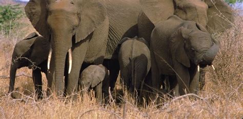 Botswana Probes Mysterious Deaths Of At Least 154 Elephants