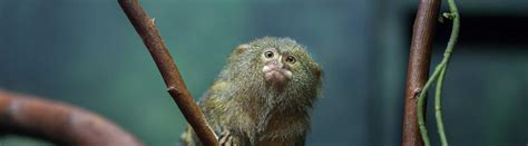 20 Finger Monkey Facts All About The Pygmy Marmoset
