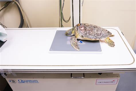 Turtles Get New Digital X Ray System Jekyll Island Foundation
