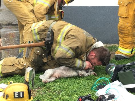 Firefighters Saving Dogs