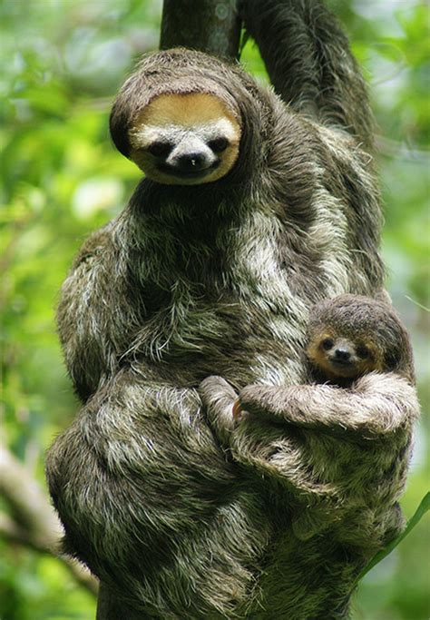 Brown Throated Three Toed Sloth Bradypus Variegatus Rainforest Alliance